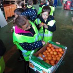 Colegio "Cerrillo de Maracena" - MercaGranada SA