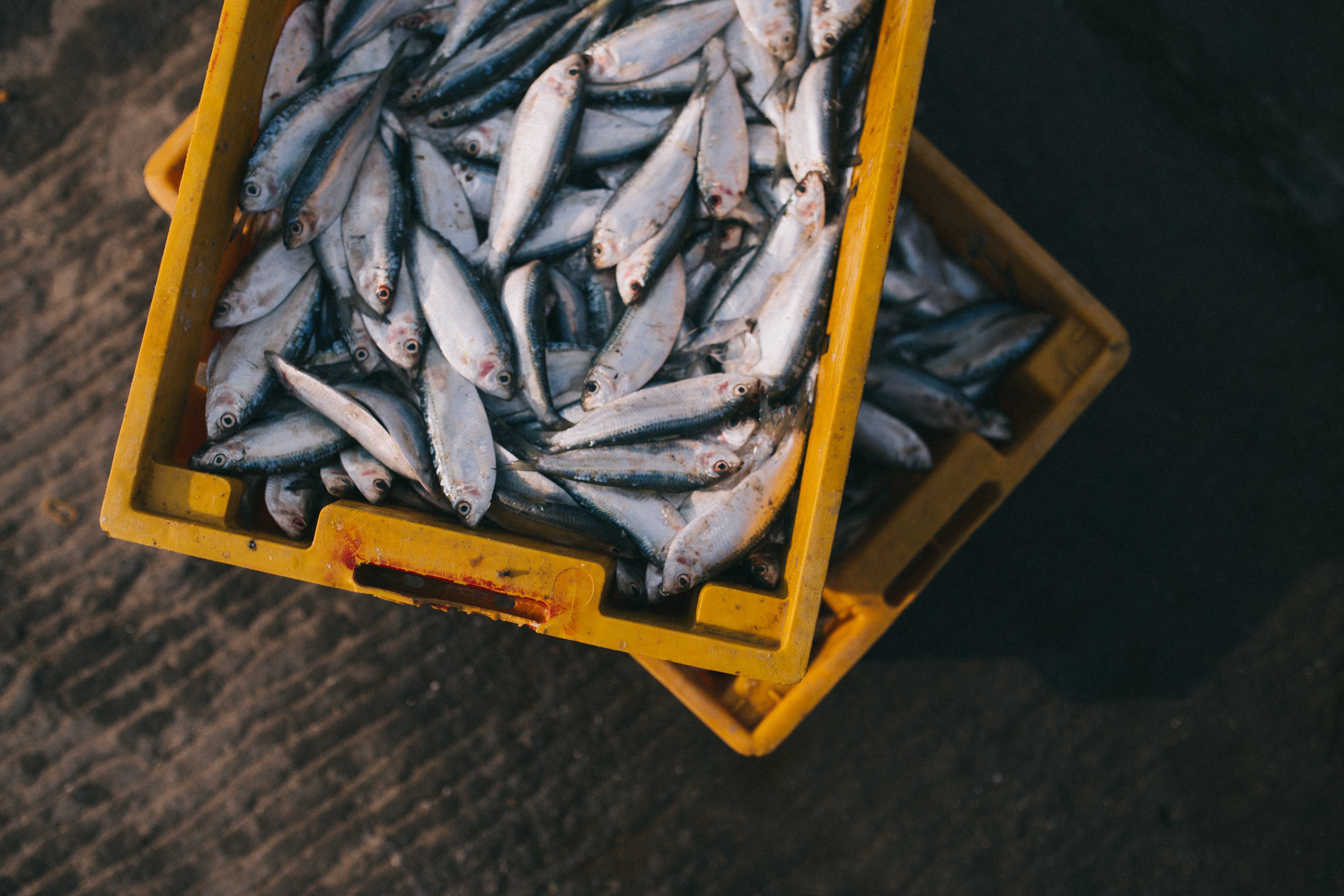 Mercaentrevistas: 'Pescadería y Marisco La Bahía' – MercaGranada SA